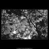 Podzimní listí (3244-5), žánry - Praha 1964 říjen, černobílý obraz, stará fotografie, prodej