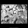 Podzimní listí (3268-3), žánry - Praha 1964 říjen, černobílý obraz, stará fotografie, prodej