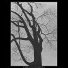 Stromy (3343-14), žánry - Praha 1964 listopad, černobílý obraz, stará fotografie, prodej