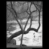 Kačeny na jezírku (3580-2), žánry - Praha 1965 březen, černobílý obraz, stará fotografie, prodej