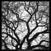 Koruna stromu (3586-1), žánry - Praha 1965 březen, černobílý obraz, stará fotografie, prodej