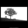 Strom a kluci (3756), žánry - Praha 1965 červen, černobílý obraz, stará fotografie, prodej