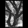 Strom (3963), žánry - Praha 1965 září, černobílý obraz, stará fotografie, prodej