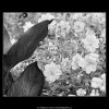 Květiny (4041-1), žánry - Praha 1965 září, černobílý obraz, stará fotografie, prodej
