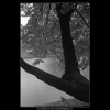 Strom a voda (4100), žánry - Praha 1965 říjen, černobílý obraz, stará fotografie, prodej