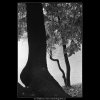 Strom (4101), žánry - Praha 1965 říjen, černobílý obraz, stará fotografie, prodej