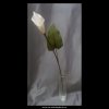 8746 1 kala latte