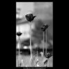 Tulipány (4508-2), žánry - Praha 1966 květen, černobílý obraz, stará fotografie, prodej