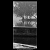 Stromy na Střeleckém ostrově (4526-3), žánry - Praha 1966 květen, černobílý obraz, stará fotografie, prodej