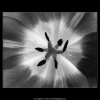 Květ tulipánu (4533-1), žánry - Praha 1966 květen, černobílý obraz, stará fotografie, prodej