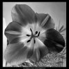 Květ tulipánu (4533-2), žánry - Praha 1966 květen, černobílý obraz, stará fotografie, prodej