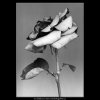 Květ růže (4598-1), žánry - Praha 1966 červenec, černobílý obraz, stará fotografie, prodej