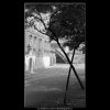 Dva zkřížené stromy (4855), žánry - Praha 1966 září, černobílý obraz, stará fotografie, prodej