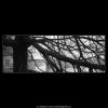 Strom (5029), žánry - Praha 1966 prosinec, černobílý obraz, stará fotografie, prodej
