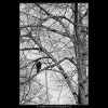 Stromy a ptáci (5078-3), žánry - Praha 1967 únor, černobílý obraz, stará fotografie, prodej