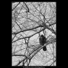 Stromy a ptáci (5078-4), žánry - Praha 1967 únor, černobílý obraz, stará fotografie, prodej