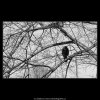Stromy a ptáci (5078-5), žánry - Praha 1967 únor, černobílý obraz, stará fotografie, prodej
