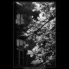 Kaštanové listí (5622), Praha 1967 září, černobílý obraz, stará fotografie, prodej