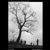 Holý strom na vršku Folimanky (351-1), žánry - Praha 1959 září, černobílý obraz, stará fotografie, prodej