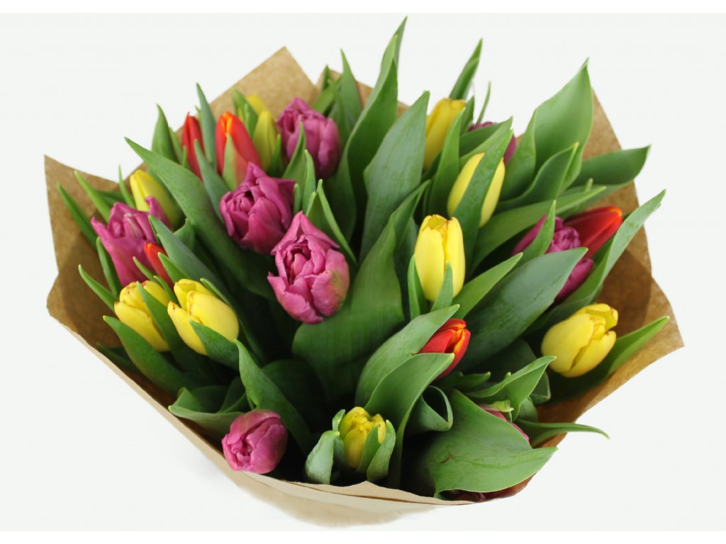 produkt tulipe