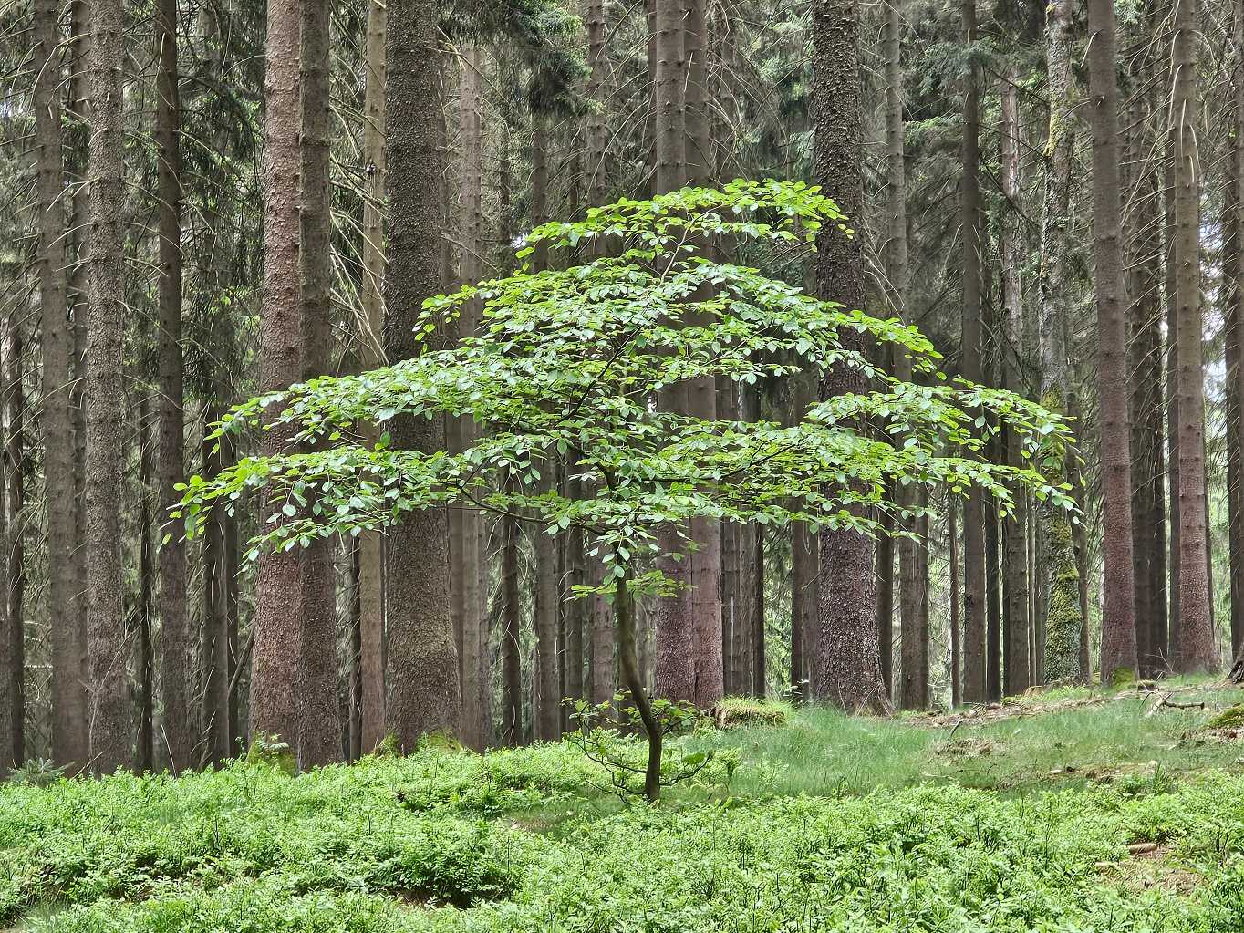 priroda-je-samoobnovitelna