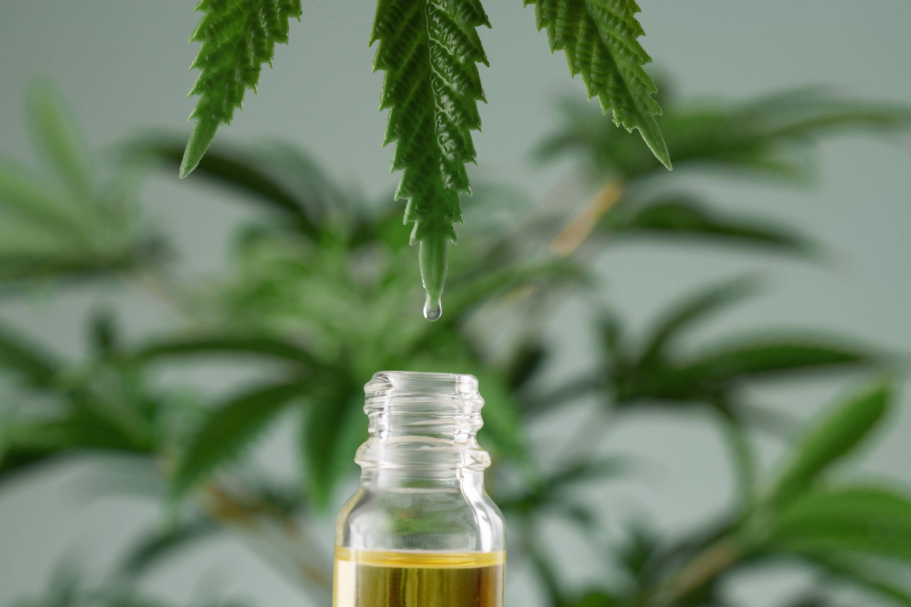 VIA BOTANICA: JAKÝ JE ROZDÍL MEZI CBD, CBG A CBD+CBG?