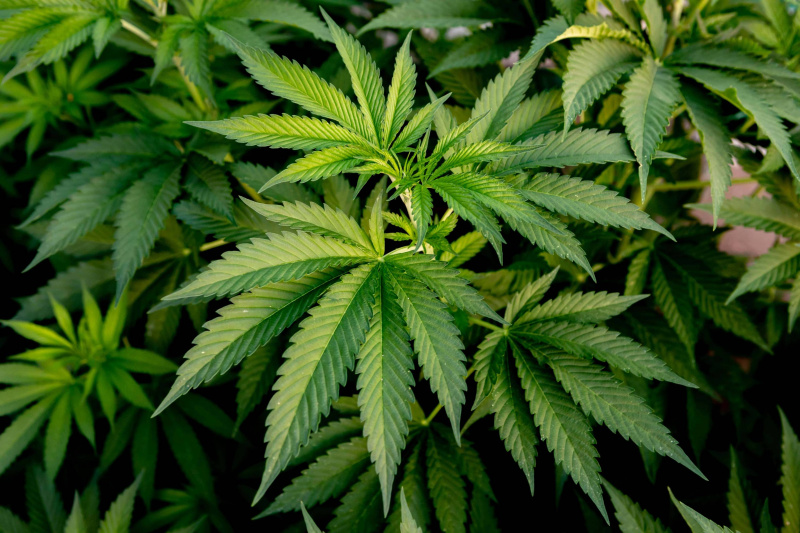 medical_cannabis_crop_almost_min_min_ee2decd1bf