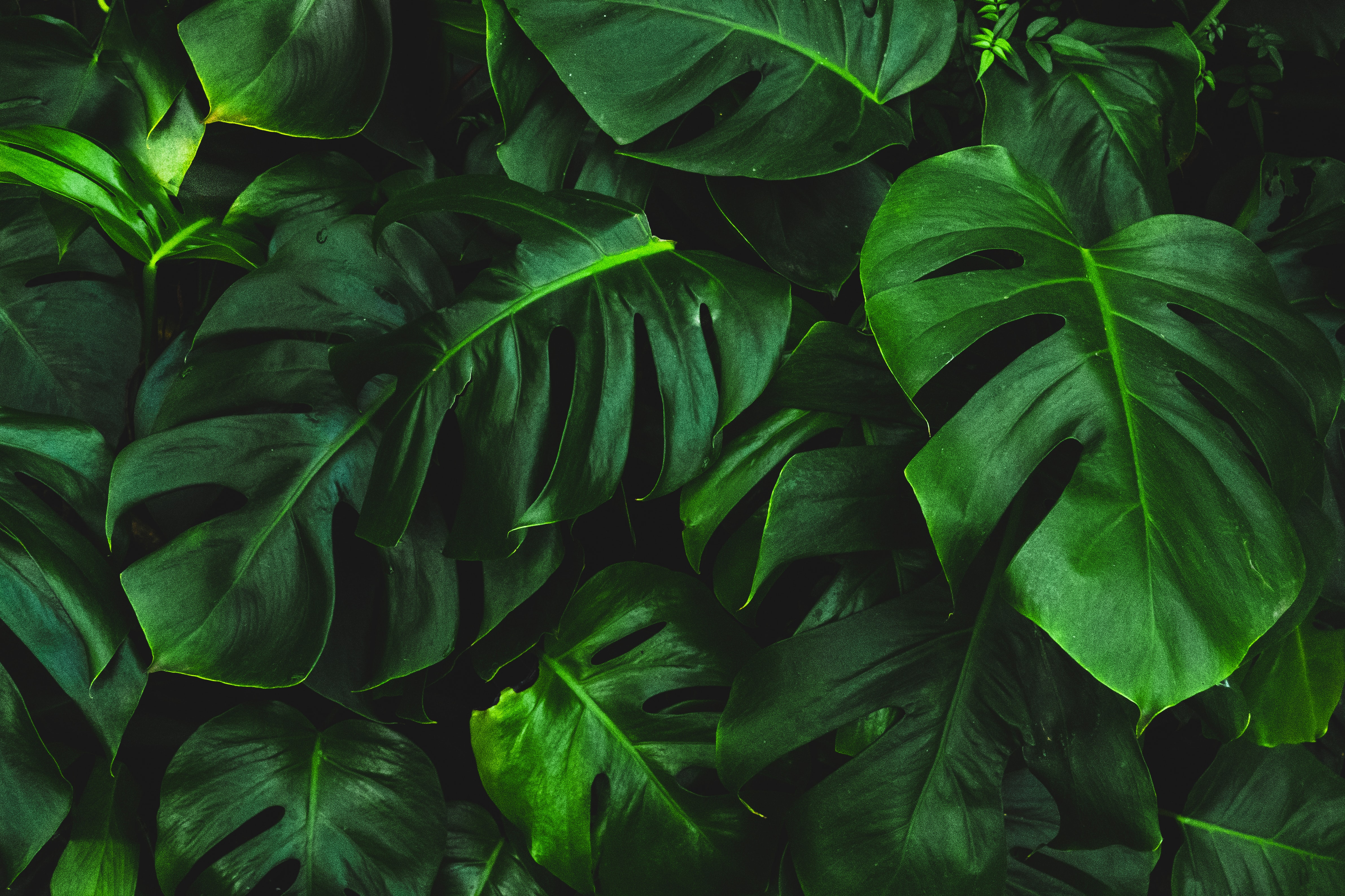 Greenwashing: Jak nakupovat ekologicky a nenaletět