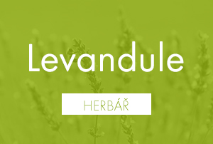 Bio herbář: Levandule