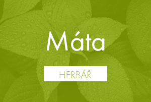 Bio herbář: Máta