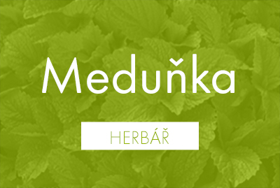 Bio herbář: Meduňka