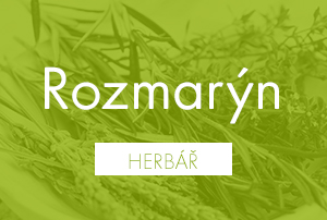 Bio herbář: Rozmarýn