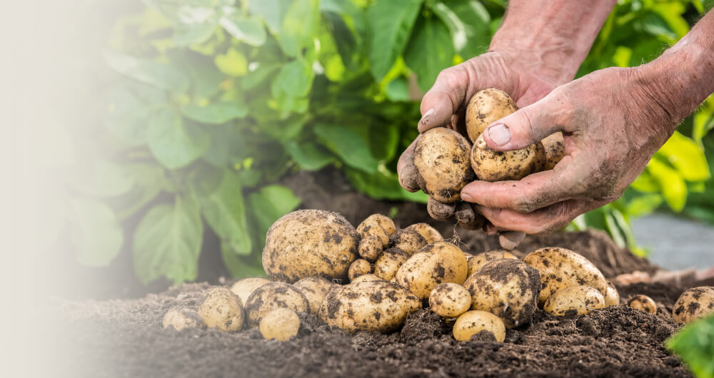 Brambory od farmářů  z celé České republiky