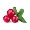 CRANBERRY