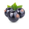 BLACKCURRANT
