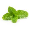 MENTHOL