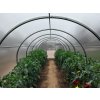 skleník LANITPLAST DODO 300 3x4 m PC 8 mm LG4302  + skleníkové těsnění LANITPLAST 12 m LG3098