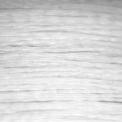 Splétaná šňůra Berkley Whip 0,10mm crystal