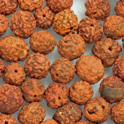 Malá rudrakasha 8 mm (1ks)