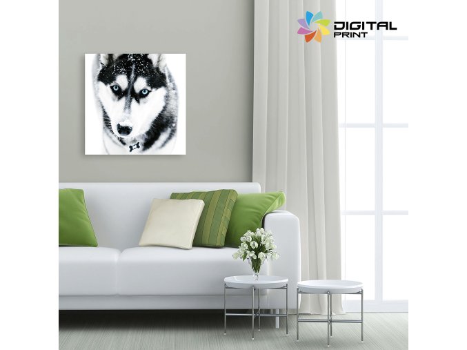 digitalny obraz na stenu akcia husky