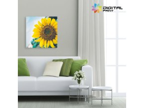 Digitálny obraz - SUNFLOWER