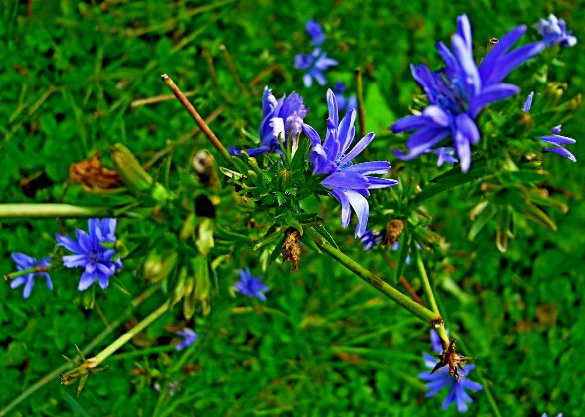 Správa KRNAP spouští novou kampaň: Nešlap vedle, ublížíš nám hnedle!