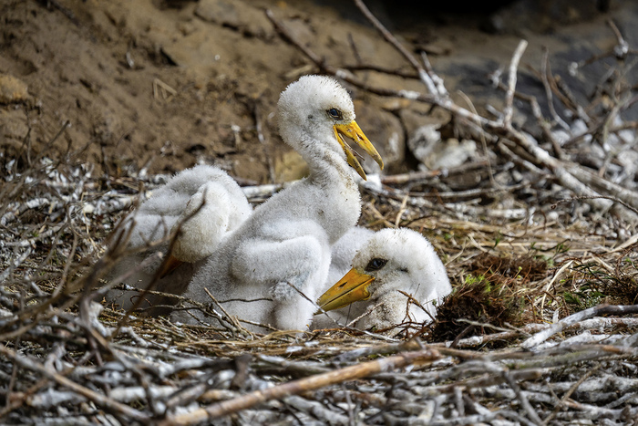 Dnešním dnem vstupují v platnost dočasné uzavírky hnízdišť sokolů, čápů a výrů