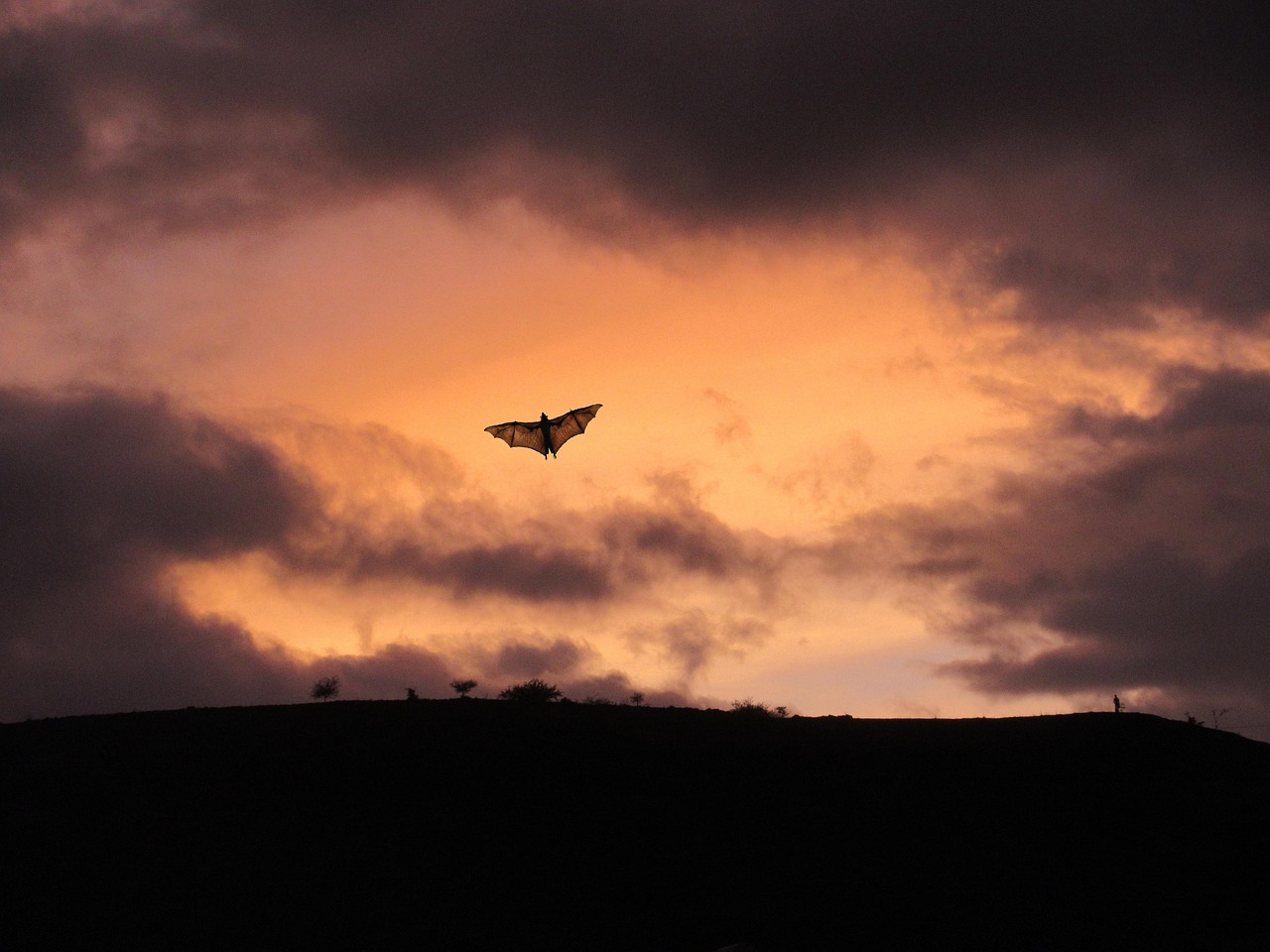 Dobrou noc netopýři