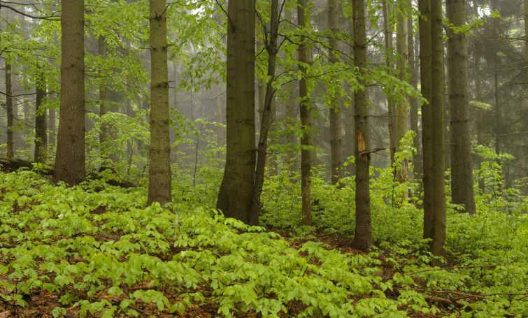 V Den stromů v Krkonošském národním parku roste 18 milionů oslavenců