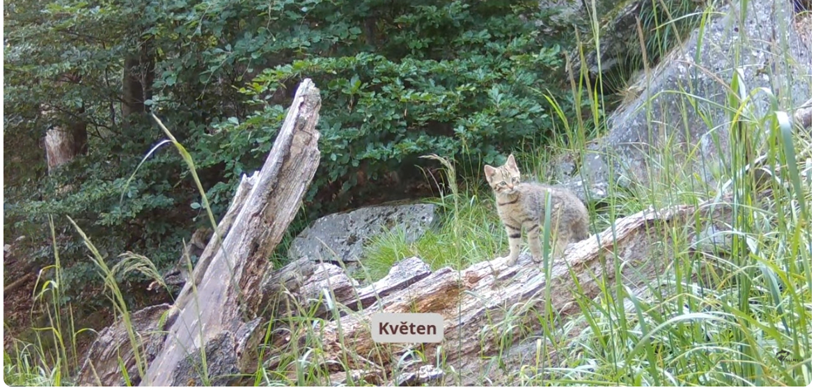 Kočka divoká je zpátky! Držíme jí palce…