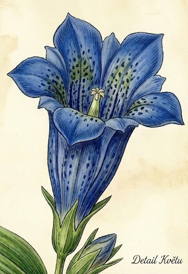 Rok 2026 ve jménu hořců a hořečků