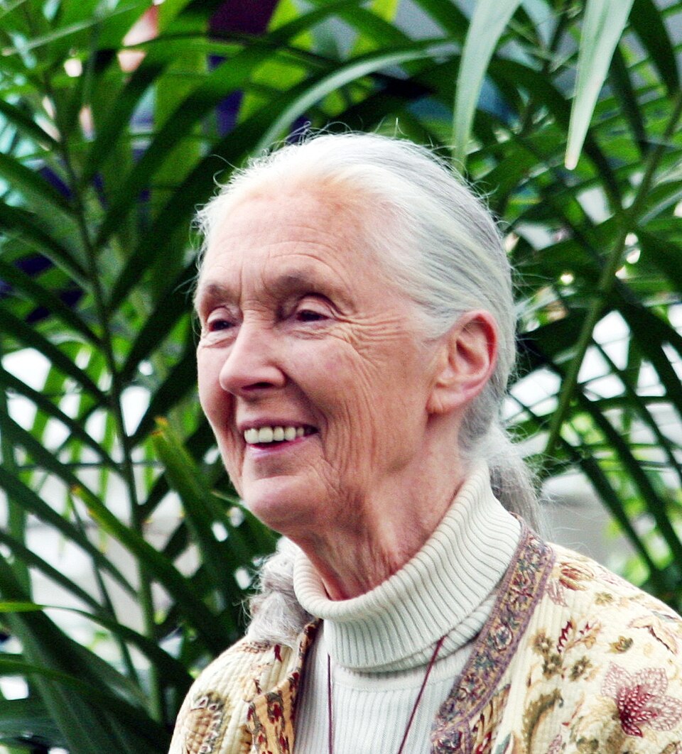 Jane Goodallová: žena, která změnila způsob, jak vidíme přírodu