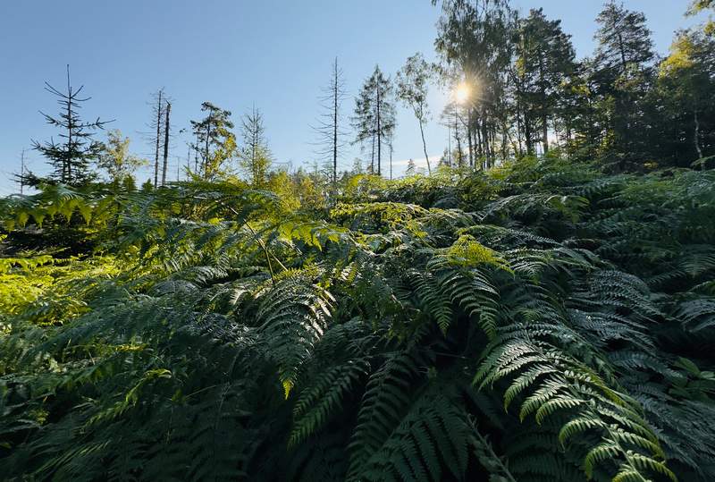 Akce v NP - Přibližte se přírodě, kterou národní parky chrání….