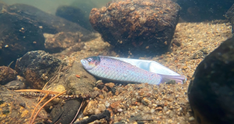 Nápad na suvenýry z Krkonoš a Českého Švýcarska vznikl v USA. Na ochranu přírody vydělaly statisíce